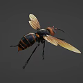 Flying Insect With Black And Yellow Striped Body Transparent Wings Orange Head And Detailed Appearance
