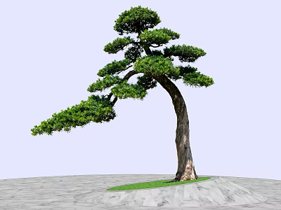 Ornamental Pine Tree with Curved Trunk and Lush Foliage on Green Grass and Stone Ground 3d model