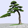 Ornamental Pine Tree with Curved Trunk and Lush Foliage on Green Grass and Stone Ground