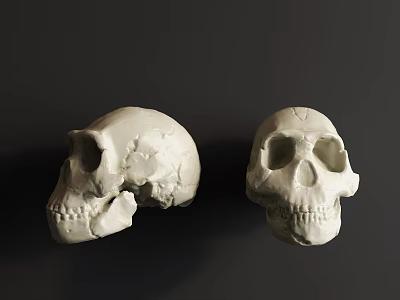 White Human Skull Models Displayed On Dark Background With Detailed Features 3d model