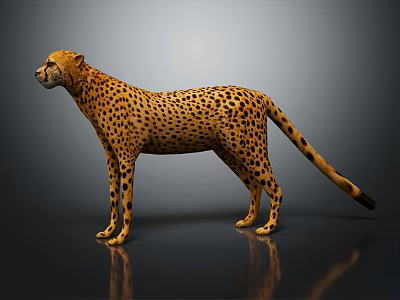Spotted Cheetah Standing in Side View on Gray Background with Reflective Surface 3d model