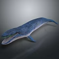 Blue Gray Prehistoric Aquatic Animal With Streamlined Body And Open Mouth