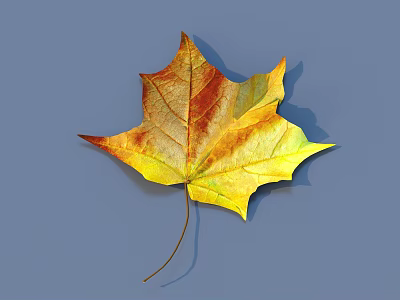 Vibrant Autumn Maple Leaf With Yellow Orange Hues Against Blue Background 3d model