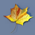 Vibrant Autumn Maple Leaf With Yellow Orange Hues Against Blue Background