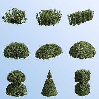 Holly Euonymus Garden Shrubs 3d model