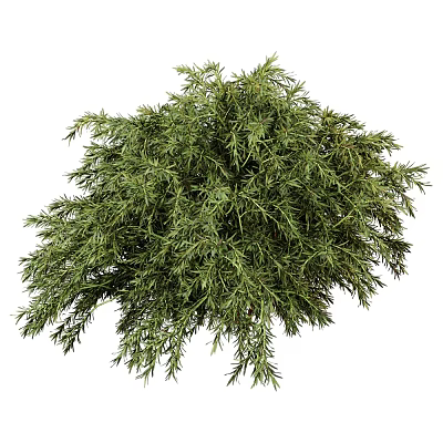 Vibrant Evergreen Tree with Lush Green Foliage and Dense Branch Growth in Natural Environment 3d model