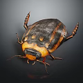 Flying Beetle With Black And Orange Hard Shell Body On Dark Background Close Up