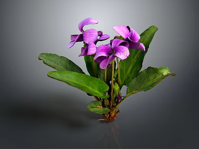 Vibrant Plant With Green Leaves And Stunning Purple Flowers In Bloom 3d model