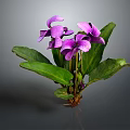 Vibrant Plant With Green Leaves And Stunning Purple Flowers In Bloom