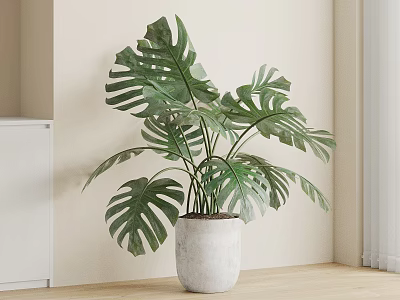 Indoor Potted Monstera Plant In White Concrete Pot On Wooden Floor With Light Wall Background 3d model
