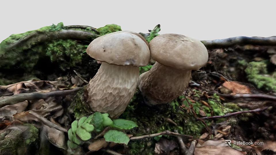 Fresh Wild Mushrooms Growing On Mossy Ground With Tree Branches And Green Leaves 3d model 