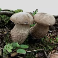 Fresh Wild Mushrooms Growing On Mossy Ground With Tree Branches And Green Leaves