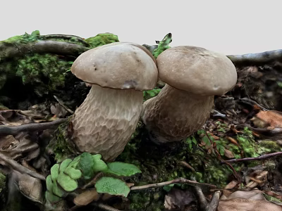 Fresh Wild Mushrooms Growing On Mossy Ground With Tree Branches And Green Leaves 3d model