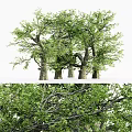Tall Arbor Trees With Lush Green Foliage And Thick Trunks In Natural Setting