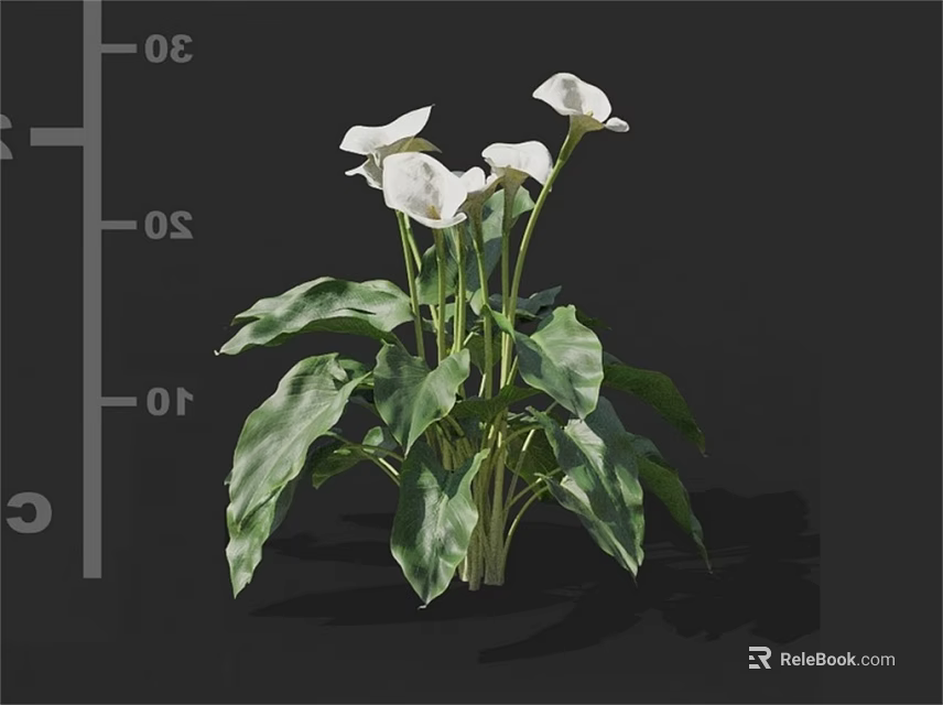 White Calla Lilies 3D Model with Green Leaves and Size Scales 3d model 