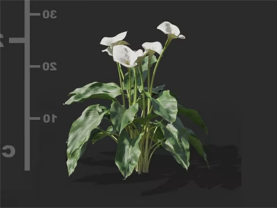 White Calla Lilies 3D Model with Green Leaves and Size Scales 3d model