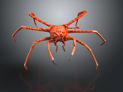 Red Crab With Long Legs And Textured Shell On Dark Background With Reflection 3d model