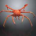 Red Crab With Long Legs And Textured Shell On Dark Background With Reflection