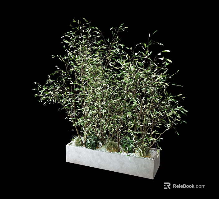 Lush Bamboo Plants In White Rectangular Planter With Green Leaves And Stems 3d model 