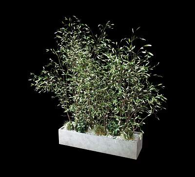 Lush Bamboo Plants In White Rectangular Planter With Green Leaves And Stems 3d model