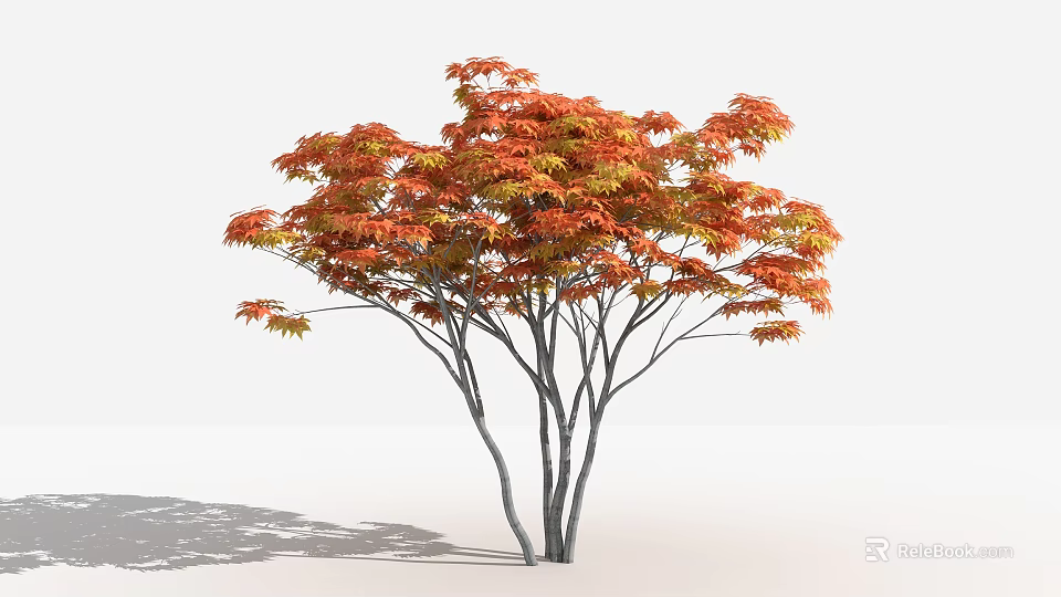Tall Arbor With Orange Red Leaves Multiple Trunks And Shadow On White Background 3d model 