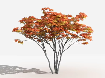 Tall Arbor With Orange Red Leaves Multiple Trunks And Shadow On White Background 3d model