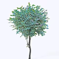 Lush Arbor With Vibrant Green Foliage Rounded Canopy And Purple Blossoms