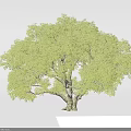 Lush Green Tree With Dense Canopy And Strong Trunk In Natural Growth Form
