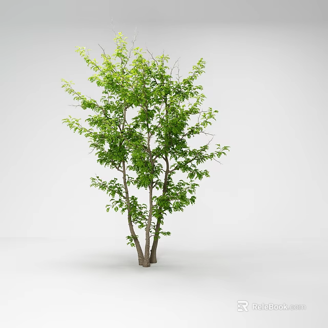 Lush Arbor Tree With Green Leaves And Multiple Trunks In White Background 3d model