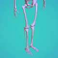 Human Skeleton Model Showing Detailed Limbs Structure on Turquoise Background for Education 3d model