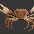 Orange Pink Crab With Large Claws Isolated On Dark Background Front View 3d model