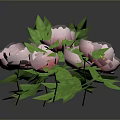 Fresh Pink Peonies Bouquet With Lush Green Leaves And Vibrant Blooms