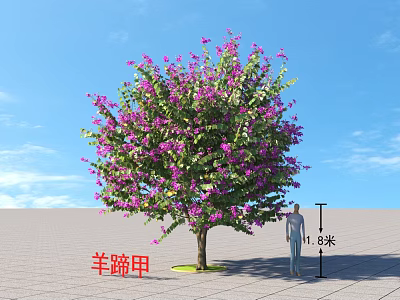 Bauhinia Tree Blooming With Purple Flowers 11.8 Meters Tall With Person Nearby Under Blue Sky 3d model