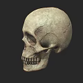 Human Skull Isolated Front View With Detailed Anatomical Structure And Realistic Texture 3d model