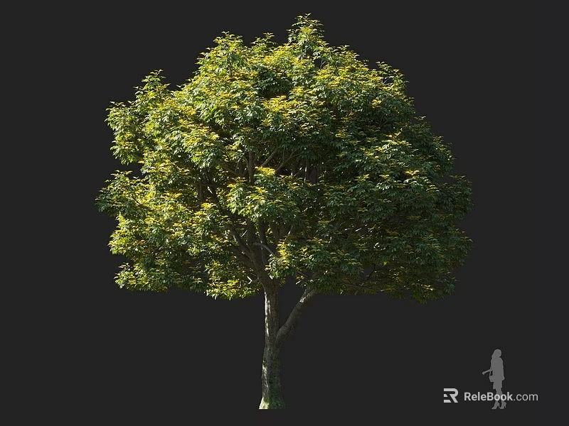 Tall Arbor With Lush Green Foliage Dense Canopy And Person Silhouette Against Black Background 3d model 