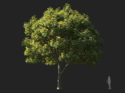 Tall Arbor With Lush Green Foliage Dense Canopy And Person Silhouette Against Black Background 3d model