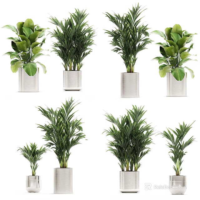 Bonsai Potted Plants With Green Foliage In White Planters Various Sizes 3d model 