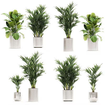 Bonsai Potted Plants With Green Foliage In White Planters Various Sizes 3d model