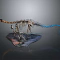 Large And Small Dinosaur Skeleton Display With Blue Tail And Textured Base