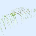 Different Kinds of Flowers and Plants Showcase With Green Foliage And Colorful Blooms