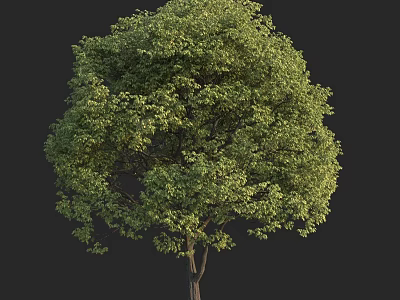Lush Green Arbor With Dense Foliage And Strong Trunk In Natural Scene 3d model