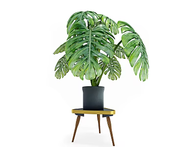 Large Leafy Monstera Potted Plant in Black Pot on Wooden Stand 3d model