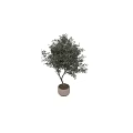 Green Olive Tree In White Pot For Indoor Home Decoration And Design