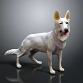 White Dog Standing on Black Background with Detailed Texture and Lifelike Posture