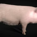 Cute Pink Pig Standing Against Black Background In Studio Setting