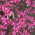 Fresh Picnic Food Under Pink Blossom Trees With People Enjoying Meal