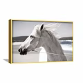 White Horse Animal Painting with Flowing Mane Coastal Seaside View and Golden Frame