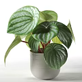 Potted Plant with Green Striped Round Leaves in White Ceramic Pot for Indoor Decoration