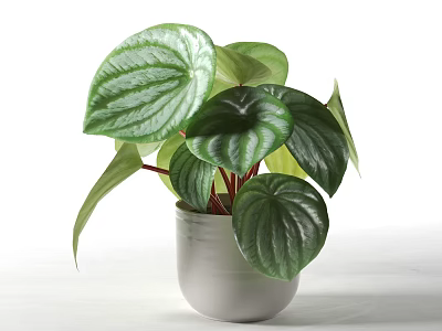 Potted Plant with Green Striped Round Leaves in White Ceramic Pot for Indoor Decoration 3d model
