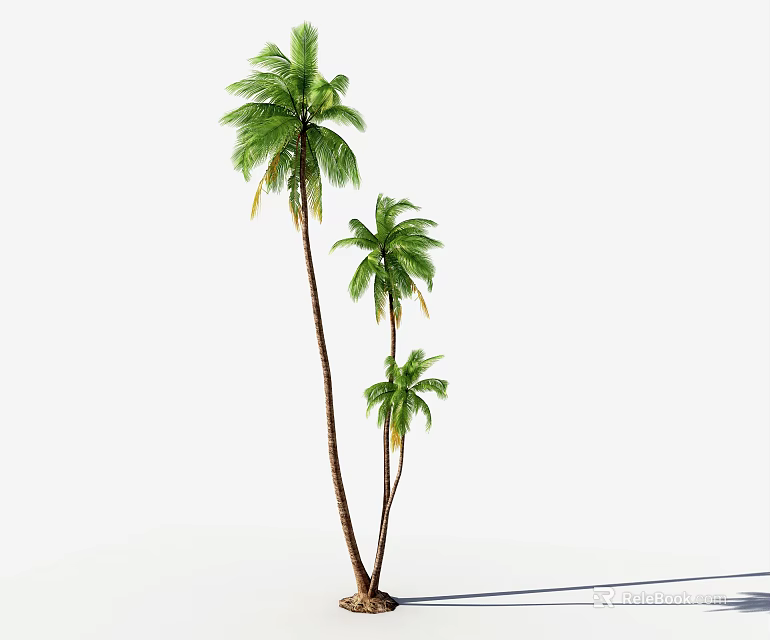 Tall Palm Trees With Slender Trunks And Lush Green Fronds Against White Background 3d model 